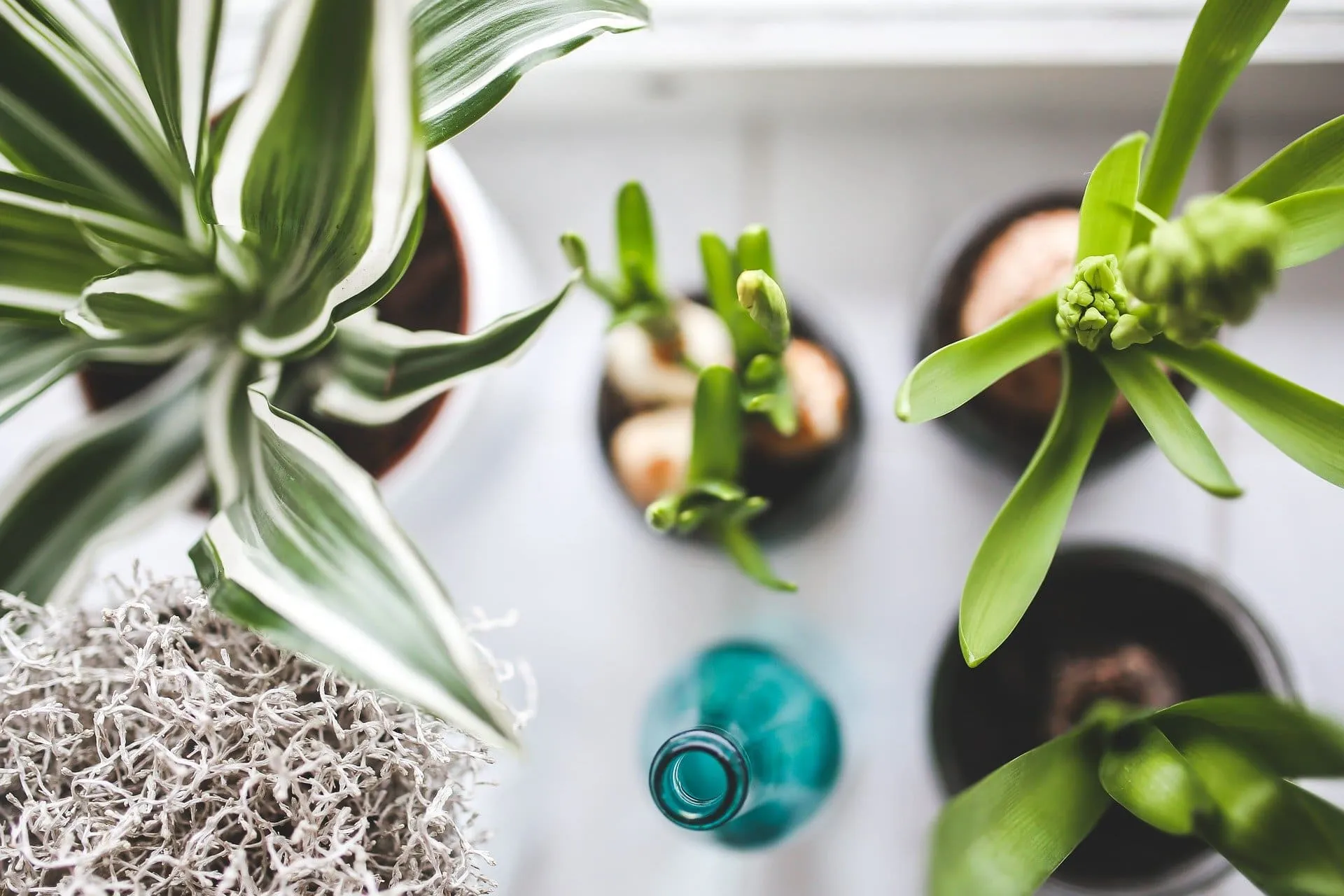 Las 10 mejores plantas para oficina