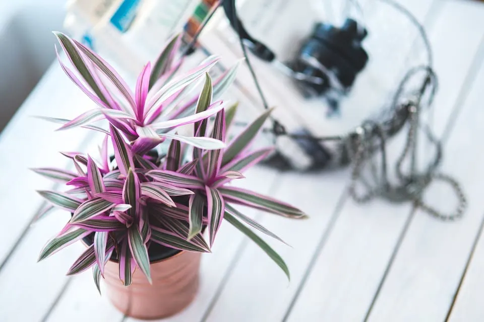 Oficina en casa: 10 plantas purificadoras